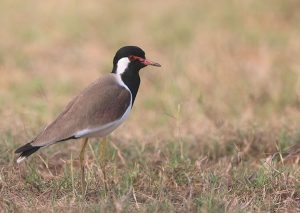 Red-wattled Lapwing, 肉垂麦鸡, Vanellus indicus-gallery-