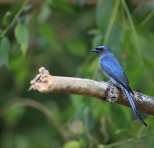 Ashy Drongo, 灰卷尾, Dicrurus leucophaeus-gallery-