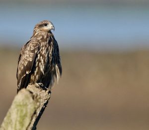 Black Kite, 黑鸢, Milvus migrans-gallery-