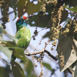 Blue-throated Barbet, 蓝喉拟啄木鸟, Psilopogon asiaticus-gallery-