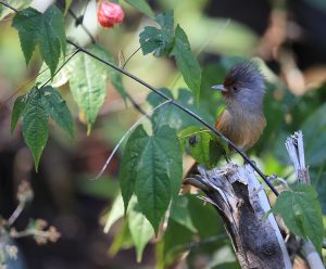 Rusty-fronted Barwing, 绣额斑翅鹛, Actinodura egertoni-gallery-