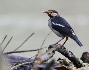 Pied Myna, 斑椋鸟, Gracupica contra-gallery-