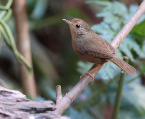 Buff-breasted Babbler, 棕胸雅鹛, Pellorneum tickelli-gallery-