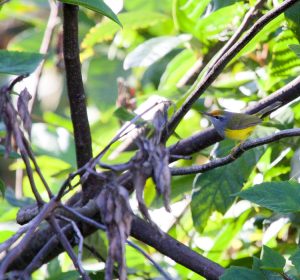 Mountain Tailorbird, 金头缝叶莺, Phyllergates cucullatus-gallery-