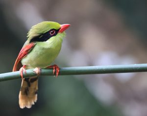 Indochinese Green Magpie, 印支绿鹊, Cissa hypoleuca-gallery-