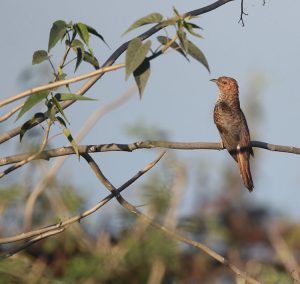 Plaintive Cuckoo, 八声杜鹃, Cacomantis merulinus-gallery-