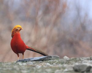 Golden Pheasant, 红腹锦鸡, Chrysolophus pictus-gallery-