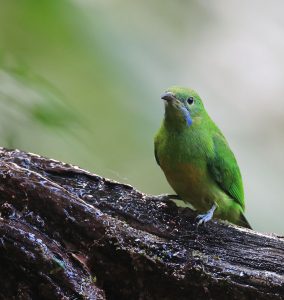 Orange-bellied Leafbird, 橙腹叶鹎, Chloropsis hardwickii-gallery-