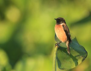 Siberian Stonechat, 黑后石䳭, Saxicola maurus-gallery-