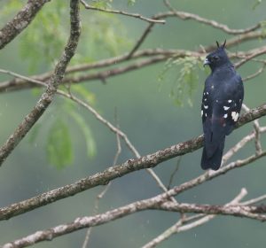 Black Baza, 黑冠鹃隼, Aviceda leuphotes-gallery-