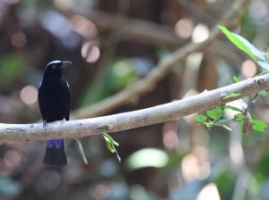 Asian Fairy Bluebird, 和平鸟, Irena puella-gallery-