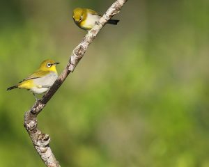 Indian White-eye, 灰腹绣眼鸟, Zosterops palpebrosus-gallery-