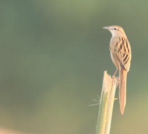 Striated Grassbird, 沼泽大尾莺, Megalurus palustris-gallery-