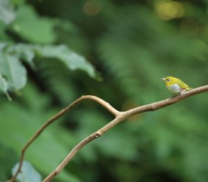 Chestnut-flanked White-eye, 红胁绣眼鸟, Zosterops erythropleurus-gallery-