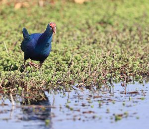 Grey-headed Swamphen, 紫水鸡, Porphyrio poliocephalus-gallery-