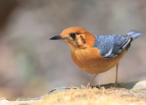 Orange-headed Thrush, 橙头地鸫, Geokichla citrina-gallery-