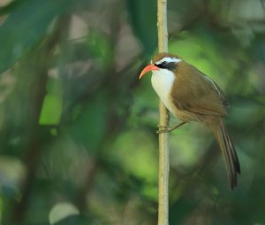 Red-billed Scimitar Babbler, 棕头钩嘴鹛, Pomatorhinus ochraceiceps-gallery-