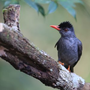 Black Bulbul, 黑短脚鹎, Hypsipetes leucocephalus-gallery-