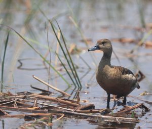 Lesser Whistling Duck, 栗树鸭, Dendrocygna javanica-gallery-