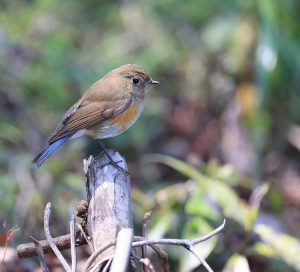 Himalayan Bluetail, 蓝眉林鸲, Tarsiger rufilatus-gallery-