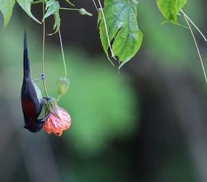 Black-throated Sunbird, 黑胸太阳鸟, Aethopyga saturata-gallery-