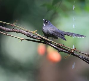 White-throated Fantail, 白喉扇尾鹟, Rhipidura albicollis-gallery-