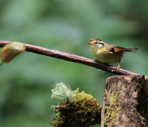 Rufous-winged Fulvetta, 栗头雀鹛, Alcippe castaneceps-gallery-