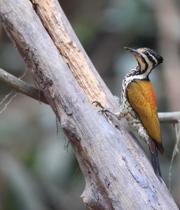 Common Flameback, 金背三趾啄木鸟, Dinopium javanense-gallery-