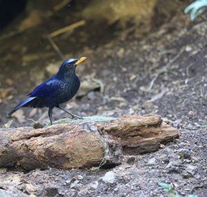 Blue Whistling Thrush, 紫啸鸫, Myophonus caeruleus-gallery-