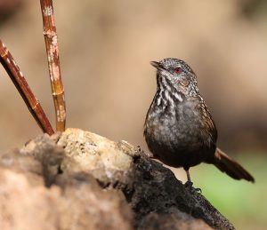 Annam Limestone Babbler, 越南灰岩鹪鹛, Gypsophila annamensis-gallery-