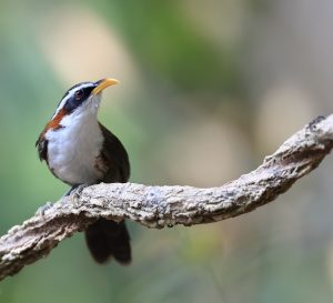 White-browed Scimitar Babbler, 灰头钩嘴鹛, Pomatorhinus schisticeps-gallery-