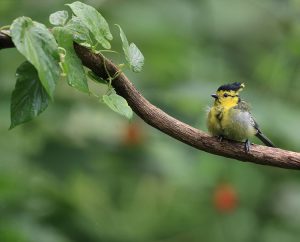 Yellow-cheeked Tit, 黄颊山雀, Machlolophus spilonotus-gallery-