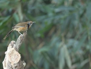 Lesser Necklaced Laughingthrush, 小黑领噪鹛, Garrulax monileger-gallery-