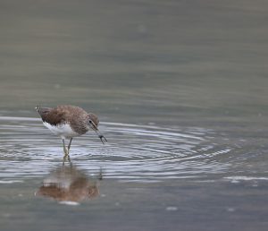 Green Sandpiper, 白腰草鹬, Tringa ochropus-gallery-