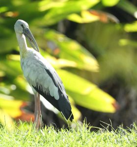 Asian Openbill, 钳嘴鹳, Anastomus oscitans-gallery-