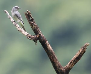 Large Cuckooshrile, 大鹃鵙, Coracina macei-gallery-