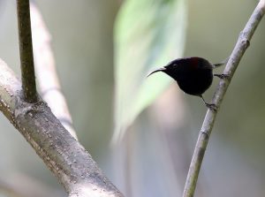 Black-throated Sunbird, 黑胸太阳鸟, Aethopyga saturata-gallery-