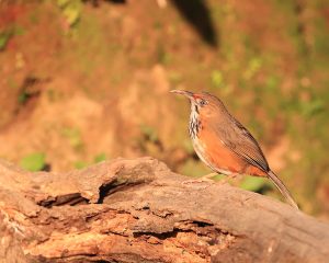 Black-streaked Scimitar Babbler, 斑胸钩嘴鹛, Pomatorhinus gravivox-gallery-