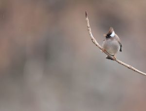 White-collared Yuhina, 白领凤鹛, Yuhina diademata-gallery-