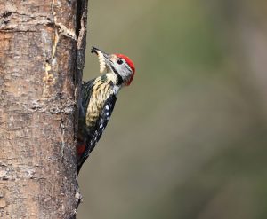 Stripe-breasted Woodpecker, 纹胸啄木鸟, Dendrocopos atratus-gallery-