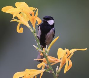 Cinereous Tit, 苍背山雀, Parus cinereus-gallery-