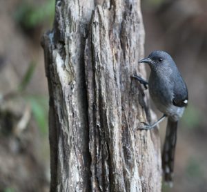 Long-tailed Sibia, 长尾奇鹛, Heterophasia picaoides-gallery-