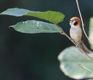 Spot-breasted Parrotbill, 点胸鸦雀, Paradoxornis guttaticollis-gallery-