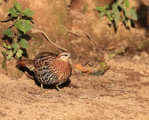 Mountain Bamboo Partridge, 棕胸竹鸡, Bambusicola fytchii-gallery-