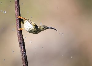 Streaked Spiderhunter, 纹背捕蛛鸟, Arachnothera magna-gallery-