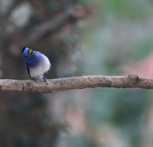 Black-naped Monarch, 黑枕王鹟, Hypothymis azurea-gallery-