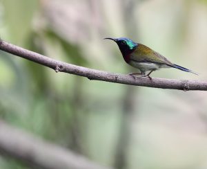 Fork-tailed Sunbird, 叉尾太阳鸟, Aethopyga christinae-gallery-