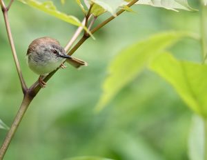 Rufescent Prinia, 暗冕鹪莺, Prinia rufescens-gallery-