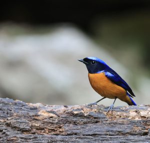 Rufous-bellied Niltava, 棕腹仙鹟, Niltava sundara-gallery-