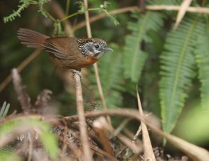 Spot-necked Babbler, 斑颈穗鹛, Stachyris strialata-gallery-